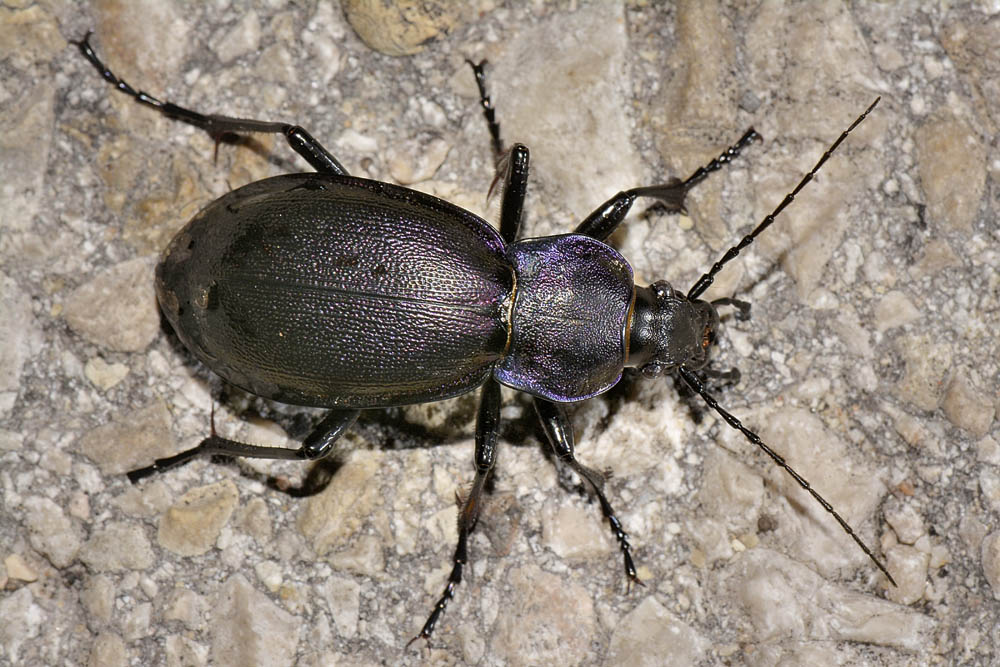 Carabus violaceus picenus